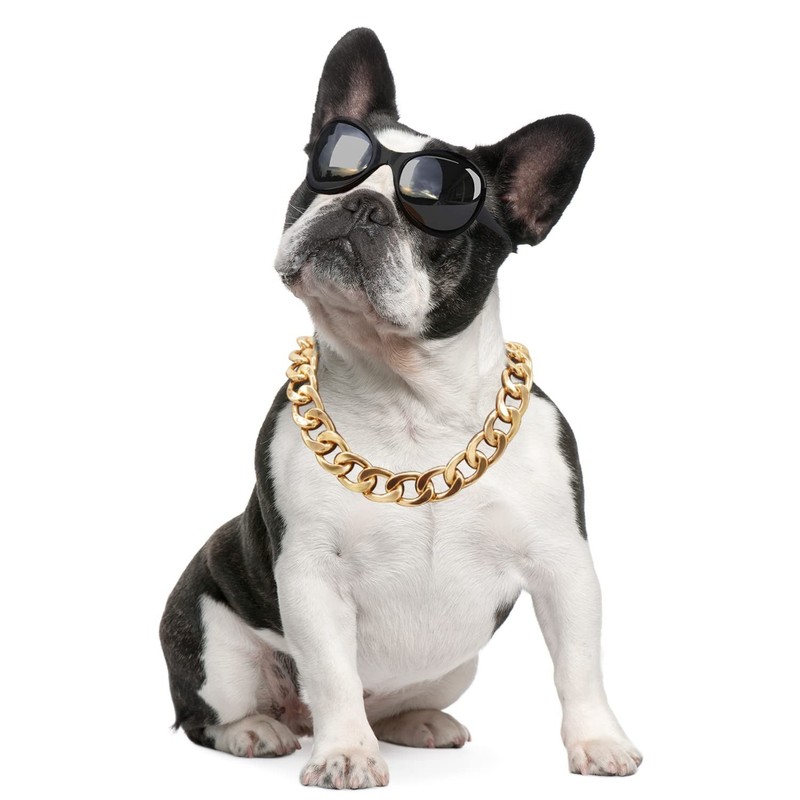 18K Gold Dog Plated Chain Collar-3/4 Inch （20mm） Width Cuban Link